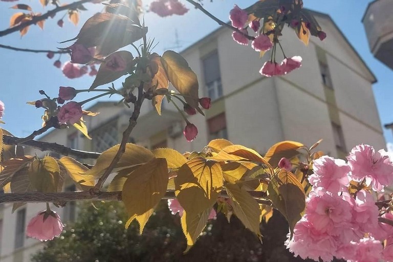 Verde urbano a Cerignola: gli alberi del finto pepe o pepe rosa