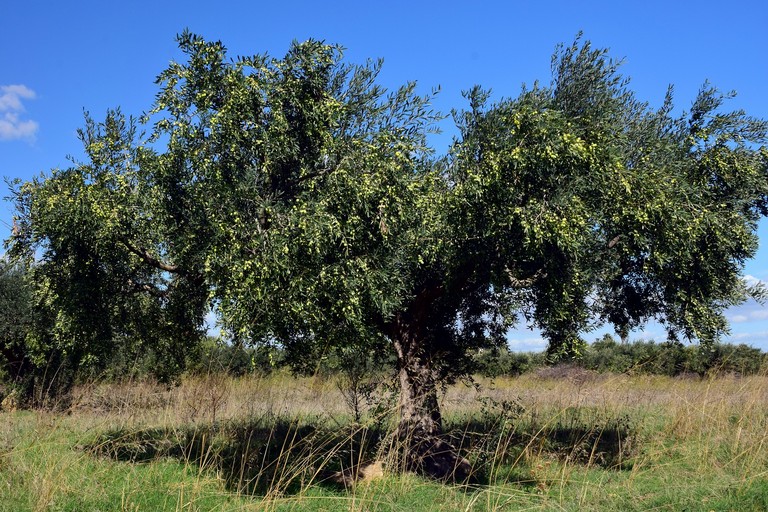 Albero ulivo in campo aperto. <span>Foto Ulrike Leone da Pixabay </span>