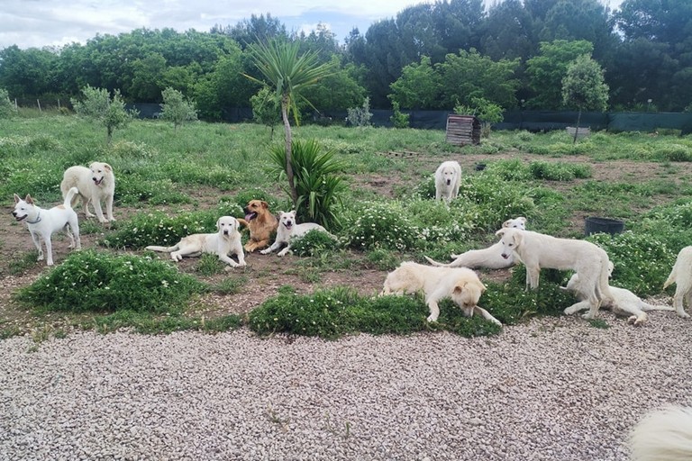 amici di balto rifugio