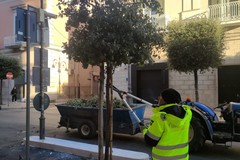 Potatura lungo il corso di Cerignola, la nota del Comune