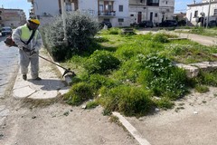 Prosegue la cura del verde pubblico a Cerignola