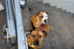 Sicurezza a Cerignola: recuperati due pitbull grazie all’intervento dell’Assessore Cicolella