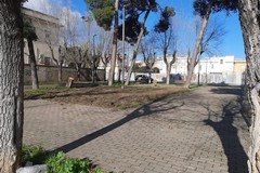 AmbientiAmo Cerignola: “In Via Milano divelti almeno 4 alberi”