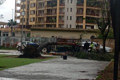 Cerignola, il maltempo provoca la caduta di un albero: in via Milano cede il tronco