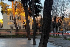 Alberi cementati nel Parco Umberto Albanese di Cerignola: lo sdegno dei cittadini e il chiarimento di Sforza