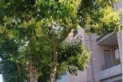 Verde a Cerignola: l’albero di ligustro e le sue caratteristiche