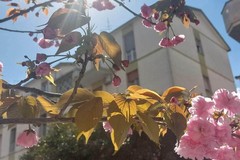 A Cerignola un pezzo di Giappone: ciliegi in fiore in Viale G. Di Vittorio