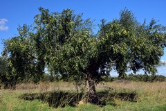 Cia Puglia: "La campagna olivicola sta diventando una Via Crucis"