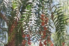 Verde urbano a Cerignola: gli alberi del finto pepe o pepe rosa