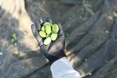 “Michele Cianci”, le olive bella di Cerignola raccolte sul terreno confiscato alla mafia