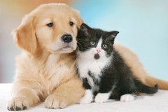 Botti di Capodanno, alcuni consigli utili per i possessori di animali domestici