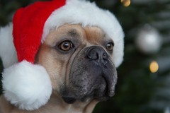 L’appello dell’ Associazione Amici di Balto e dei volontari di Cerignola: “Adottate cani del rifugio a Natale”