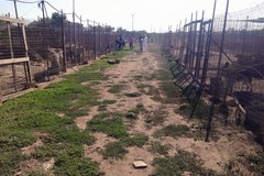 Violenza nel canile di Cerignola, uccisi due cani e feriti altri nove