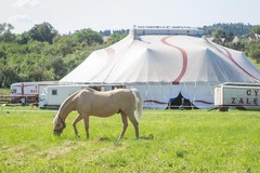 Partito Animalista Cerignola, Michele Buttiglione: “Basta animali al circo, arriva la legge”