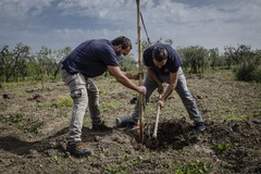 “Pietra di Scarto” e “ZeroCO2” insieme per piantare alberi ad alto impatto sociale