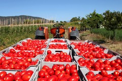 “Il viaggio di un pomodoro”, il nuovo progetto della cooperativa Pietra di Scarto