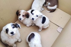 Abbandono di cani a Cerignola, il fenomeno non accenna a diminuire