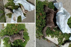 Uccisione di gatti in zona Fornaci a Cerignola