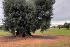 Si celebra oggi la Giornata mondiale dell'olivo