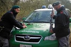 FOGGIA, Carabinieri Forestali, controlli in materia Venatoria – Scattano le prime sanzioni e denunce.