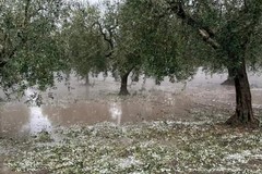 Maltempo e grandine: gli agricoltori di Cerignola fanno la conta dei danni
