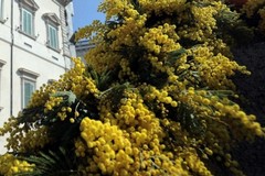 Clima pazzo, Natale con mimose e fiori in campagna