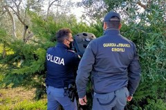 Marijuana in casa, un arresto a Cerignola