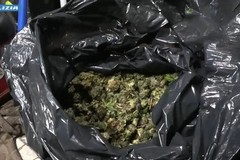 Scoperto a Cerignola un bunker per la produzione di marijuana: 5 arresti