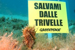 Greenpeace: dalle profondità dei mari un messaggio contro le trivelle