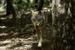 Animali sbranati e presenze strane a pochi chilometri da Cerignola: potrebbe trattarsi dell’azione di un lupo