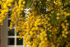 Copernicus: Coldiretti Puglia, mimose e mandorli già in fiore in Puglia