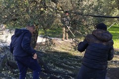 Raccolta olive all’Ospedale Tatarella di Cerignola: l’olio sarà donato alla Caritas