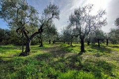 Siccità, l'amministrazione di Cerignola chiede alla Regione il riconoscimento dello stato di calamità