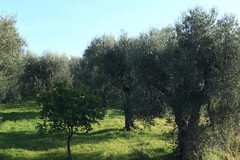 Buyer e giornalisti esplorano la Daunia olivicola con il tour organizzato da APO Foggia