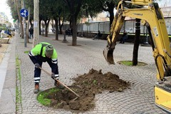 "Cerignola in Verde": partita la piantumazione dei primi alberi in città