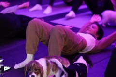 A Cerignola Yoga & Pilates con i cuccioli del rifuglio de “Gli Amici di Balto”