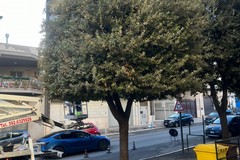 Avvio campagna potature, l’Assessore all’Ambiente: “Il nostro impegno per il verde urbano e la sicurezza”