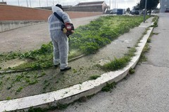 Pulizia e potature alberi in centro e nel quartiere Torricelli a Cerignola