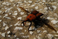 Il punteruolo rosso spaventa anche Stornarella