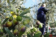 Insegnante pugliese non interroga studenti che raccolgono olive