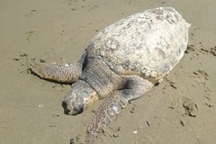 Margherita di Savoia: ritrovata carcassa di tartaruga sul bagnasciuga