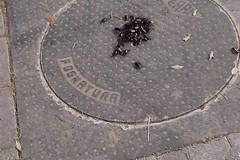 Dai tombini in zona Fornaci a Cerignola fuoriescono scarafaggi: la segnalazione sui social