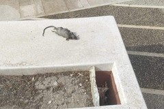 I ratti invadono il centro di Cerignola: avvistato un topo a due passi dal monumento dedicato a Di Vittorio
