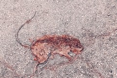 Segnalati topi nelle strade centrali di Cerignola