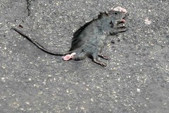 Avvistato un topo morto in zona Mezza Luna a Cerignola