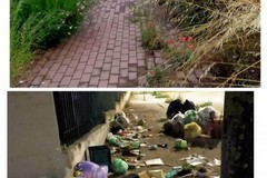 Quartiere Torricelli a Cerignola: residenti esasperati tra erbacce, insetti e rifiuti