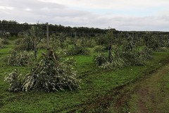 400 ulivi decapitati e sfregiati a Stornarella