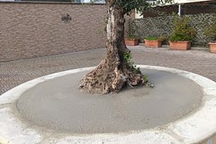 Ulivo salvato dal cemento, Assessore Sforza: “Un segnale di speranza per la comunità di Cerignola”