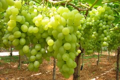 Cia Puglia e LACO contro le multinazionali dell’uva da tavola senza semi