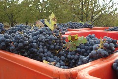 Operatori del comparto viti-vinicolo in difficoltà: l’appello di un produttore di Cerignola